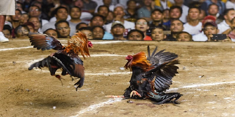 Hãy lựa chọn loại hình chọi kê mà bạn yêu thích để giải trí